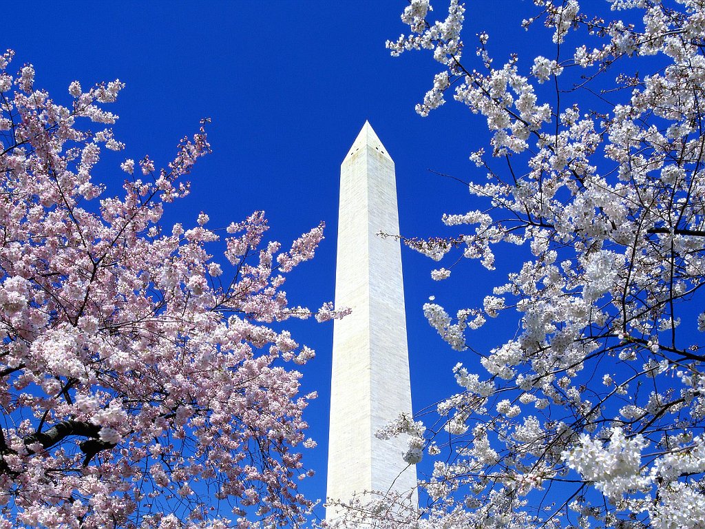 Cherry Blossoms, Washington Monument, Washington, D.C.